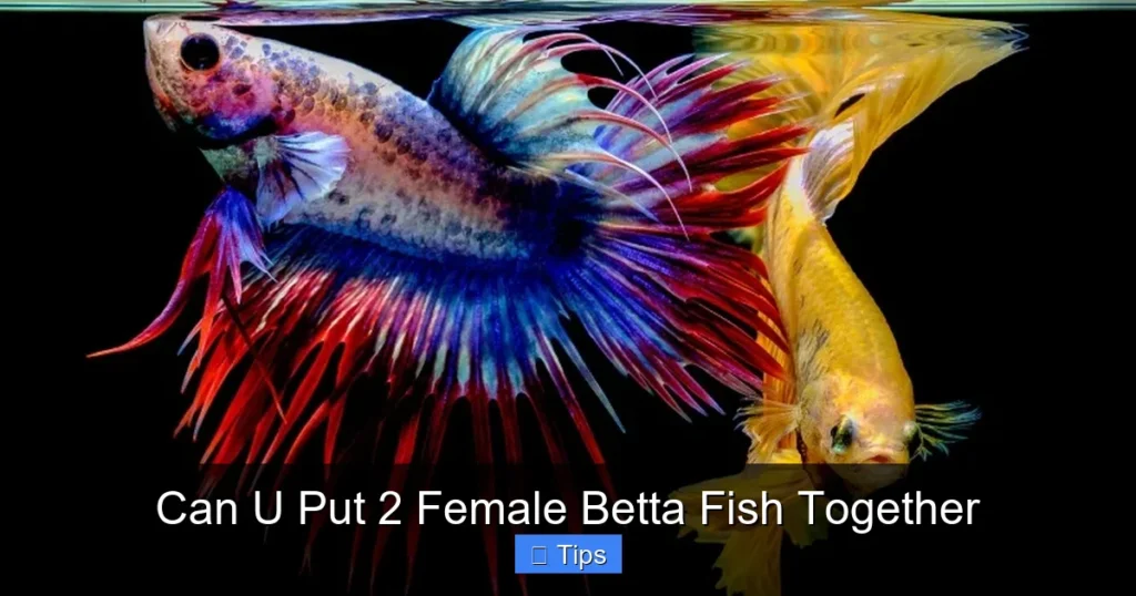 Can U Put 2 Female Betta Fish Together