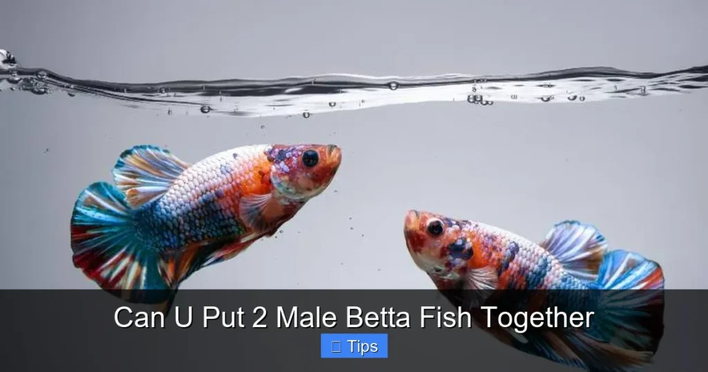 Can U Put 2 Male Betta Fish Together