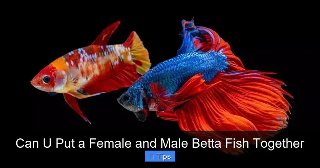 Can U Put a Female and Male Betta Fish Together