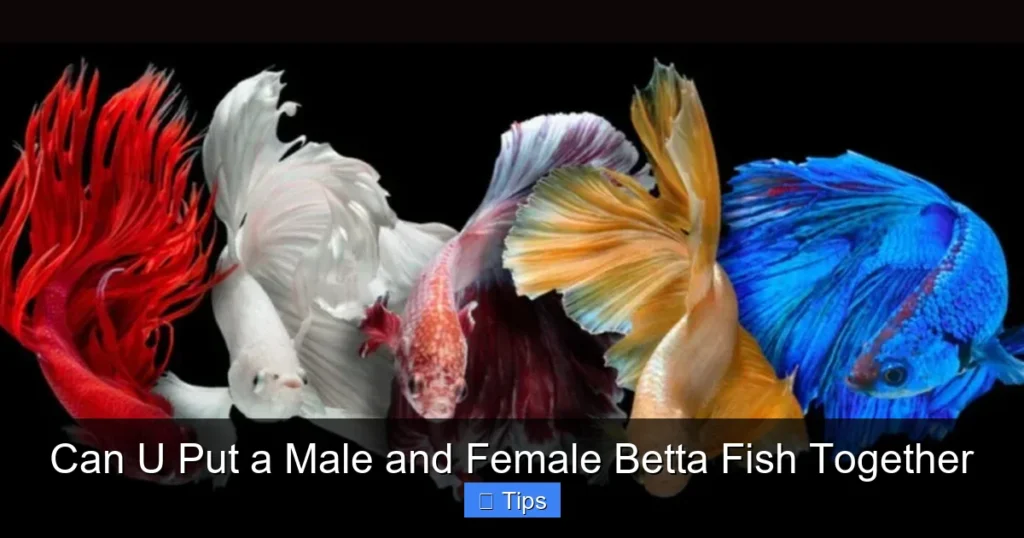 Can U Put a Male and Female Betta Fish Together