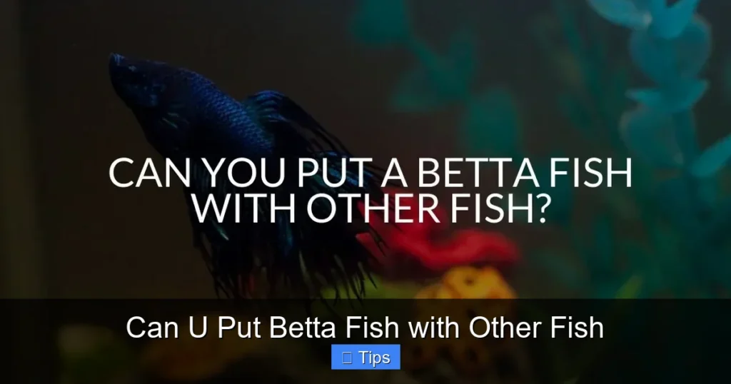 Can U Put Betta Fish with Other Fish