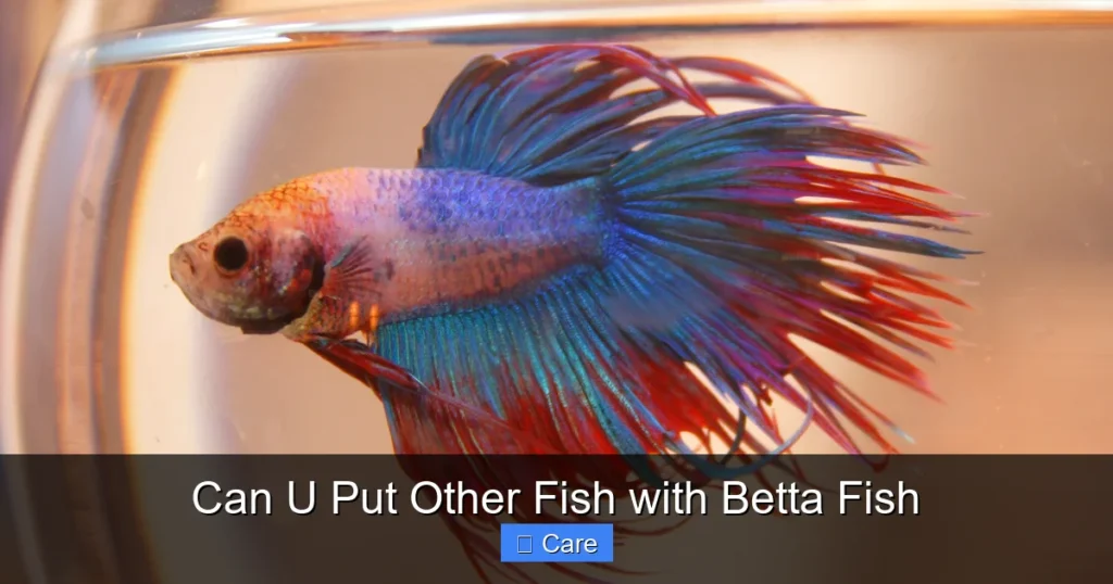 Can U Put Other Fish with Betta Fish