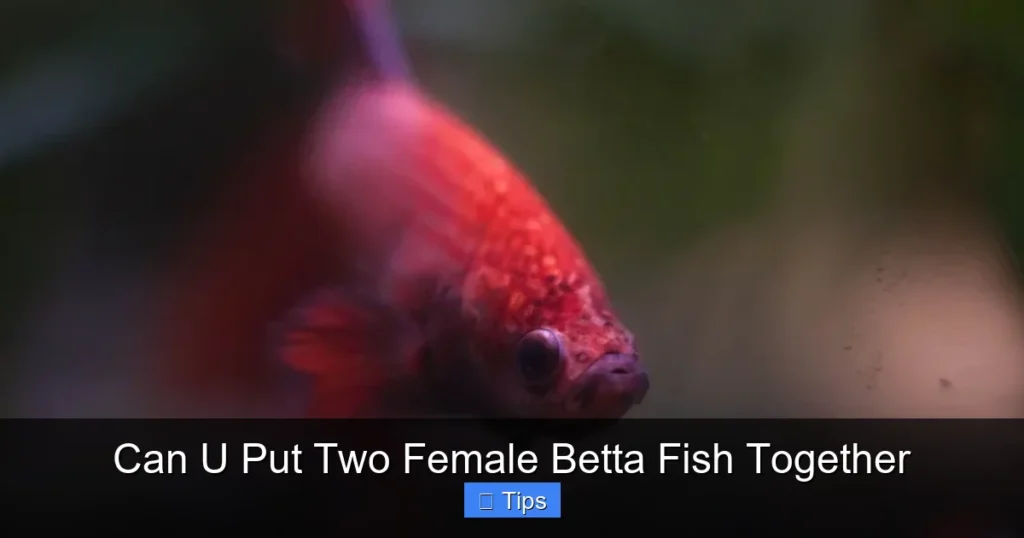 Can U Put Two Female Betta Fish Together