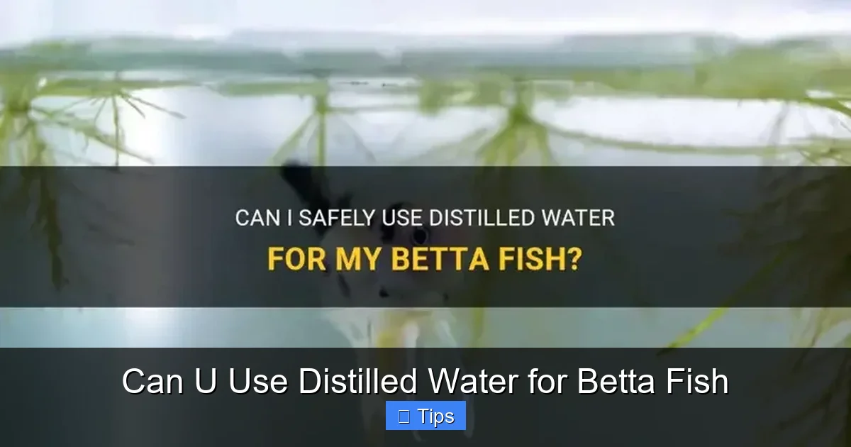 Can U Use Distilled Water for Betta Fish