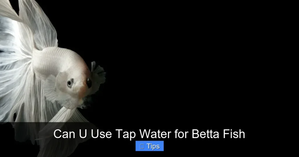 Can U Use Tap Water for Betta Fish