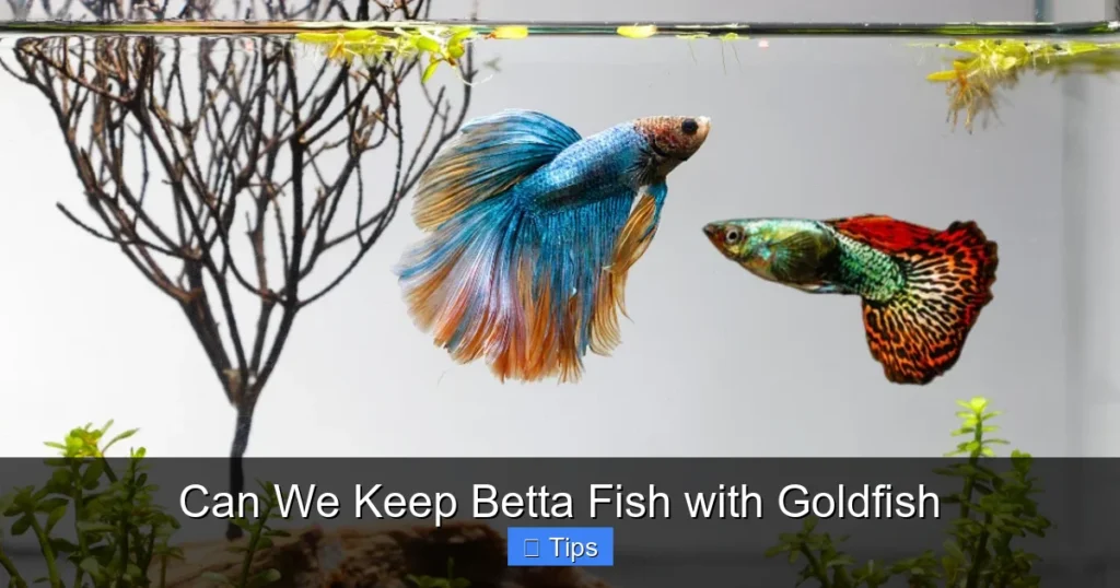Can We Keep Betta Fish with Goldfish
