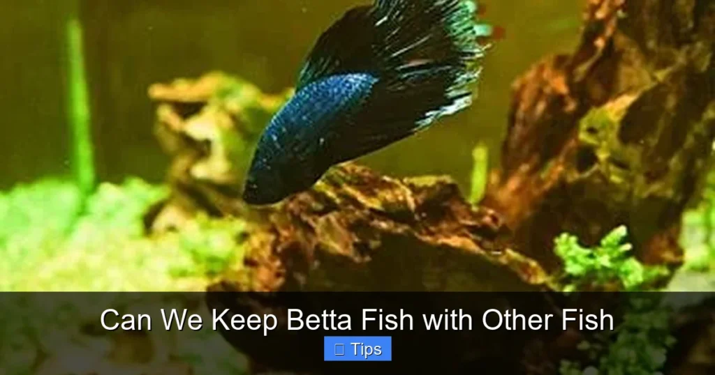 Can We Keep Betta Fish with Other Fish