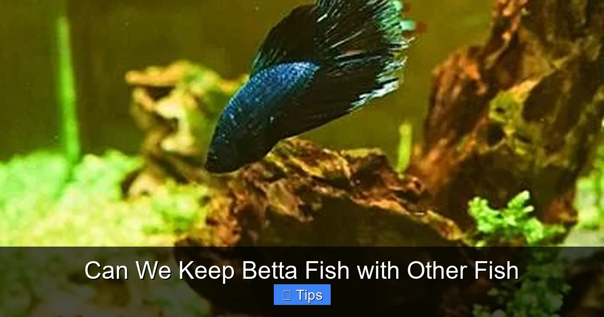 Can We Keep Betta Fish with Other Fish