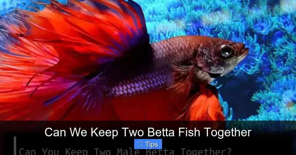 Can We Keep Two Betta Fish Together
