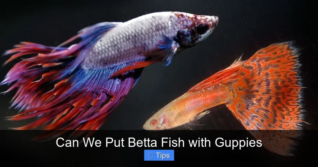 Can We Put Betta Fish with Guppies