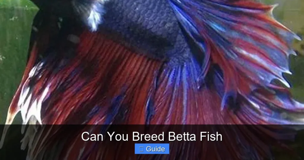 Can You Breed Betta Fish
