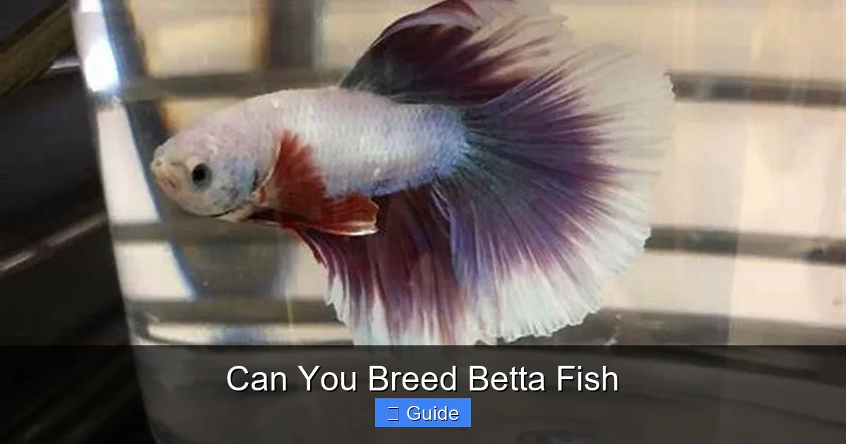 Can You Breed Betta Fish