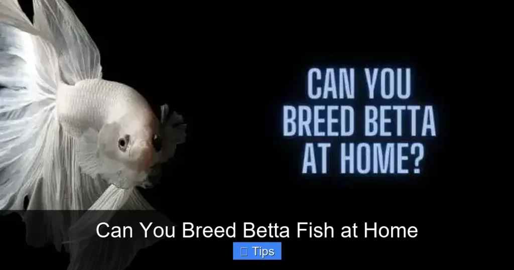 Can You Breed Betta Fish at Home