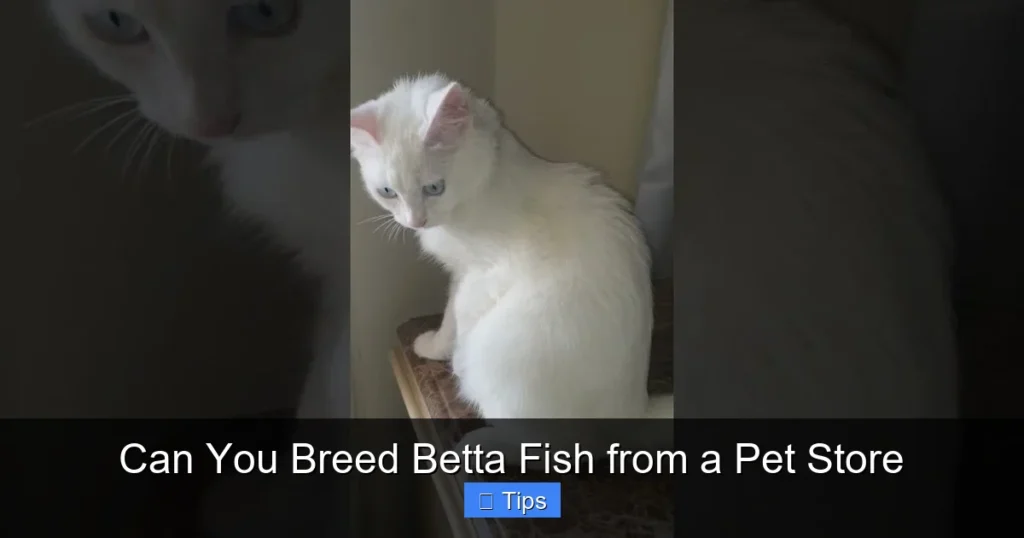Can You Breed Betta Fish from a Pet Store