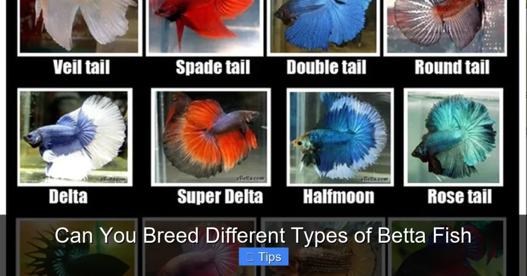 Can You Breed Different Types of Betta Fish