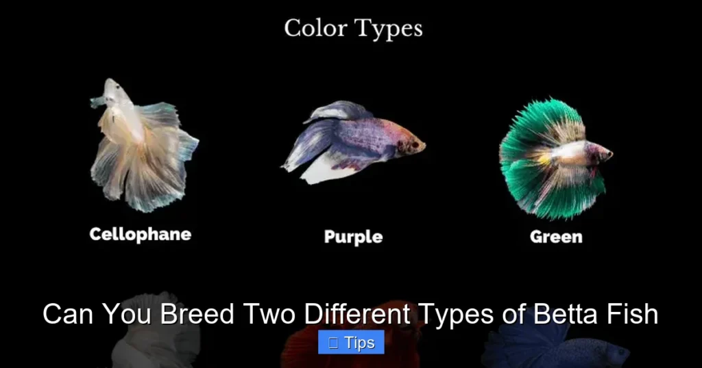 Can You Breed Two Different Types of Betta Fish