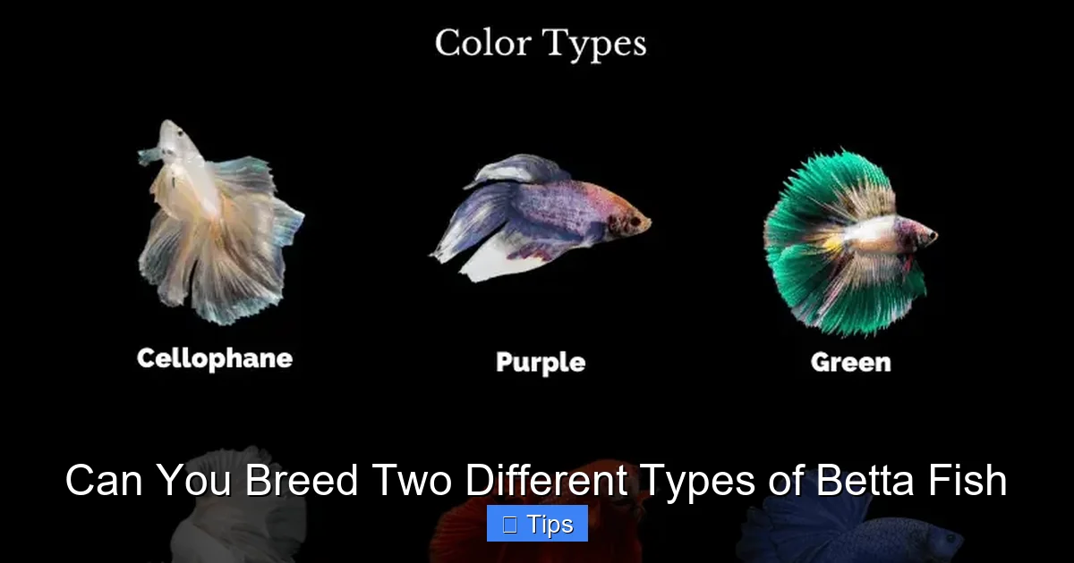Can You Breed Two Different Types of Betta Fish
