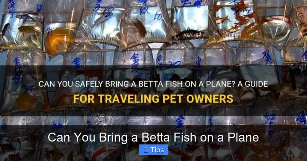 Can You Bring a Betta Fish on a Plane