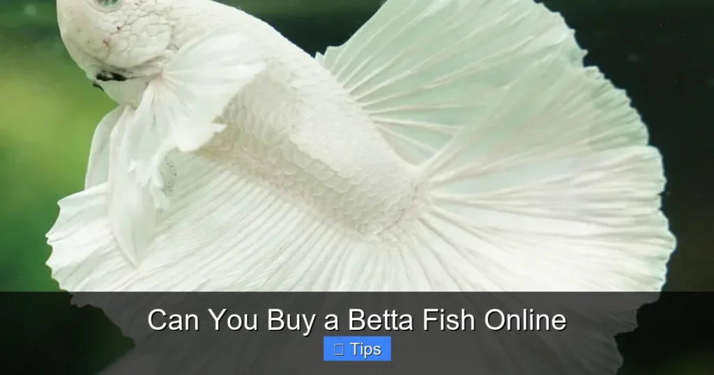 Can You Buy a Betta Fish Online
