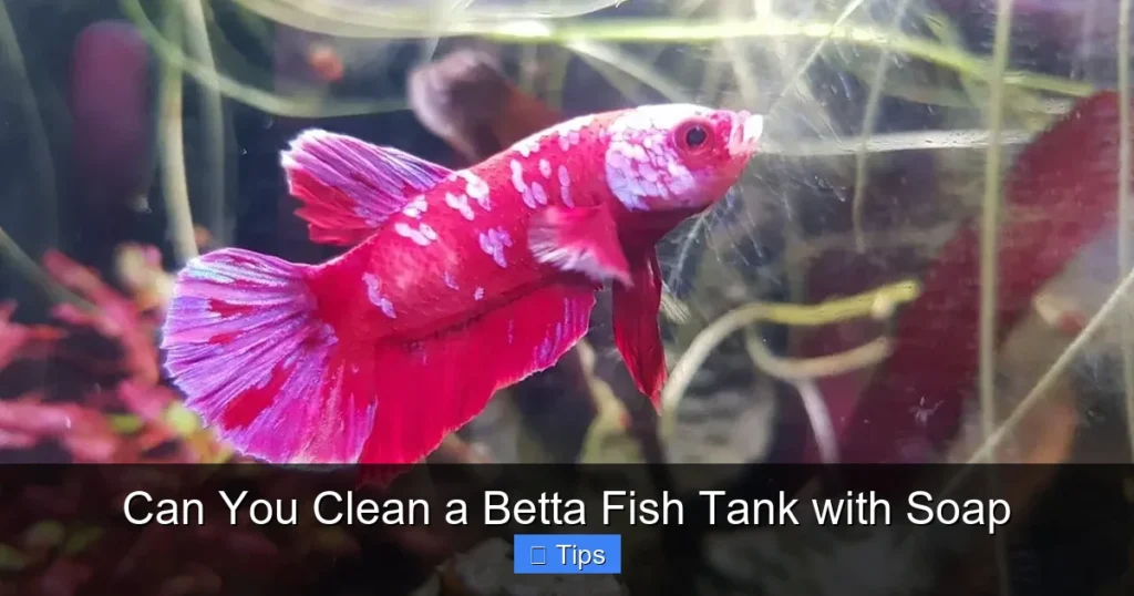 Can You Clean a Betta Fish Tank with Soap