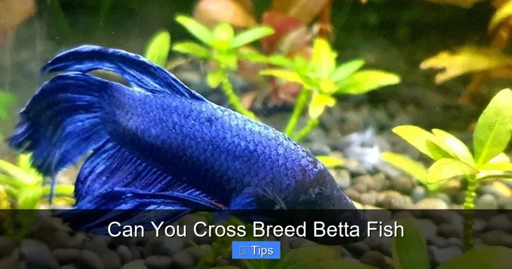 Can You Cross Breed Betta Fish