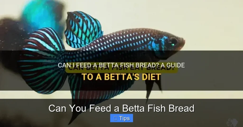 Can You Feed a Betta Fish Bread