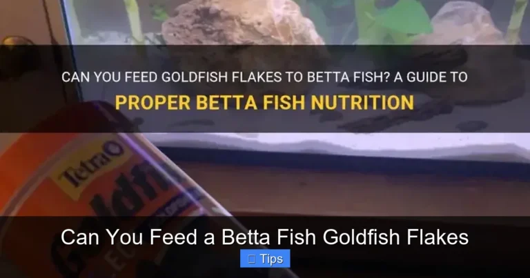 Can You Feed a Betta Fish Goldfish Flakes