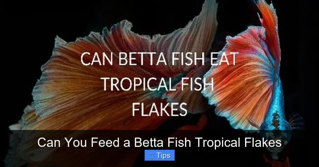 Can You Feed a Betta Fish Tropical Flakes