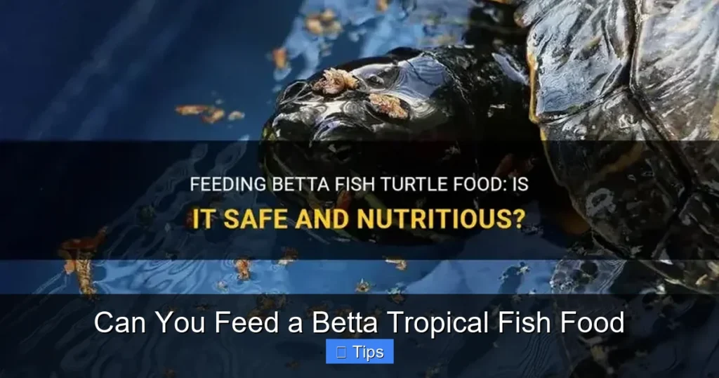 Can You Feed a Betta Tropical Fish Food