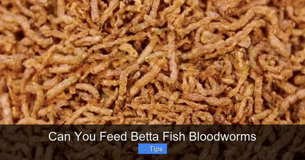 Can You Feed Betta Fish Bloodworms