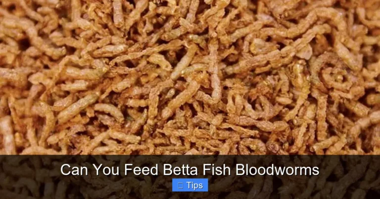 Can You Feed Betta Fish Bloodworms