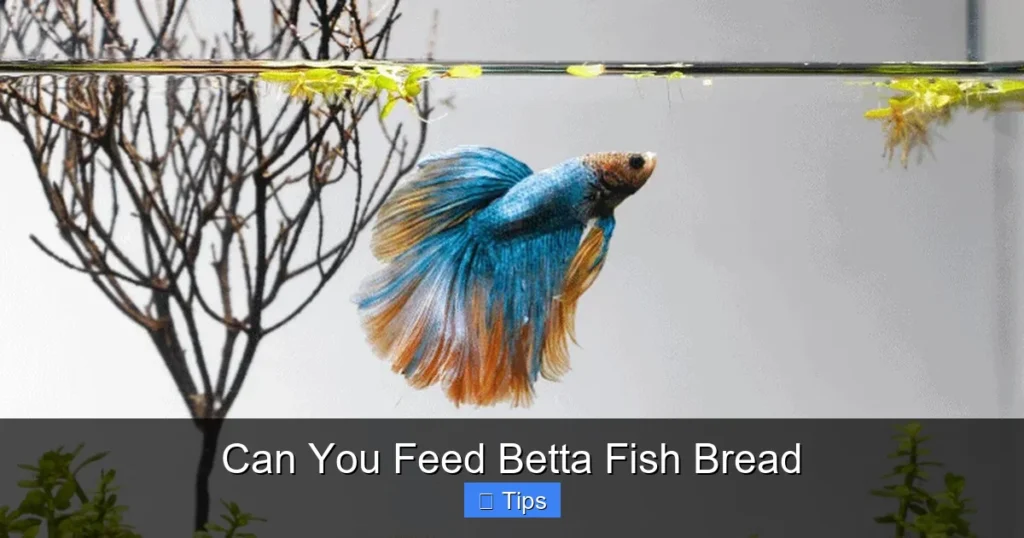 Can You Feed Betta Fish Bread
