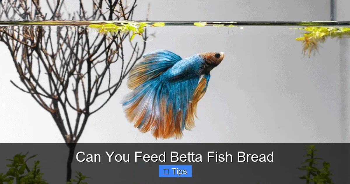 Can You Feed Betta Fish Bread