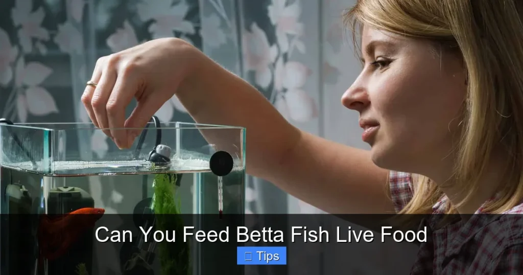 Can You Feed Betta Fish Live Food