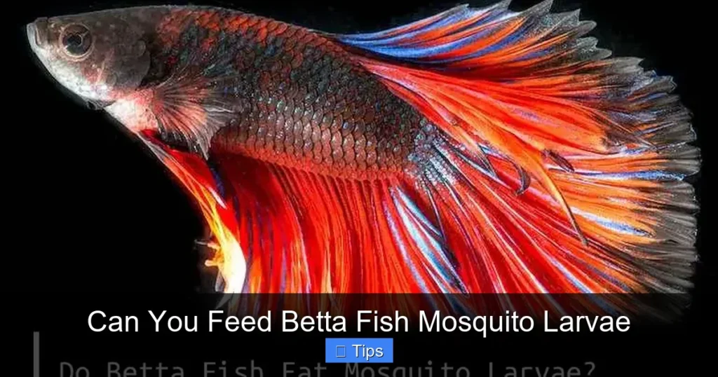 Can You Feed Betta Fish Mosquito Larvae