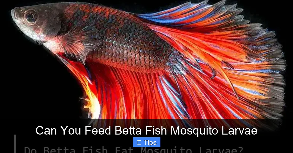 Can You Feed Betta Fish Mosquito Larvae