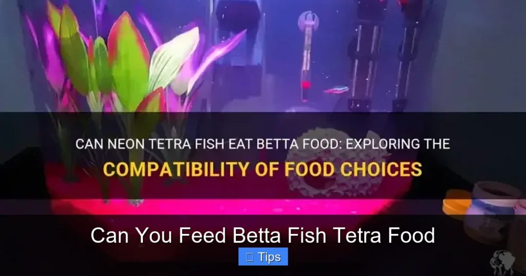 Can You Feed Betta Fish Tetra Food