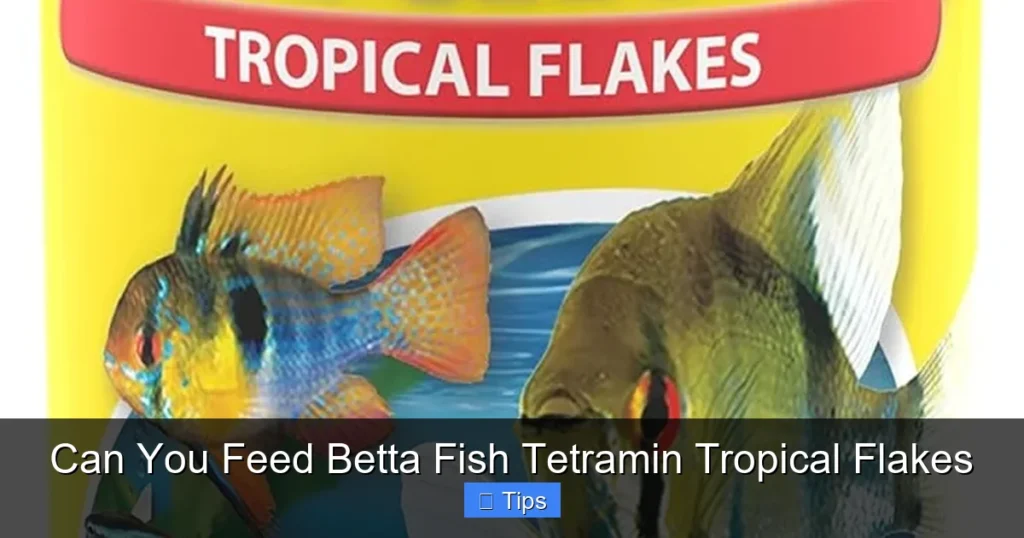 Can You Feed Betta Fish Tetramin Tropical Flakes
