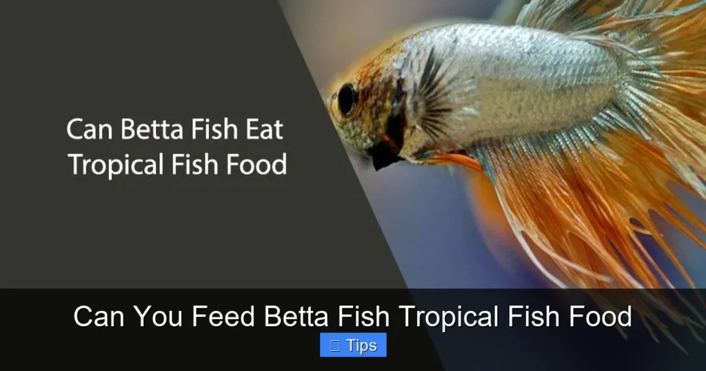 Can You Feed Betta Fish Tropical Fish Food