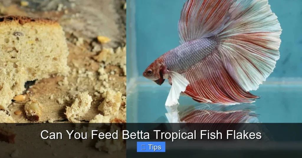 Can You Feed Betta Tropical Fish Flakes