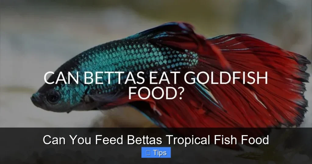 Can You Feed Bettas Tropical Fish Food
