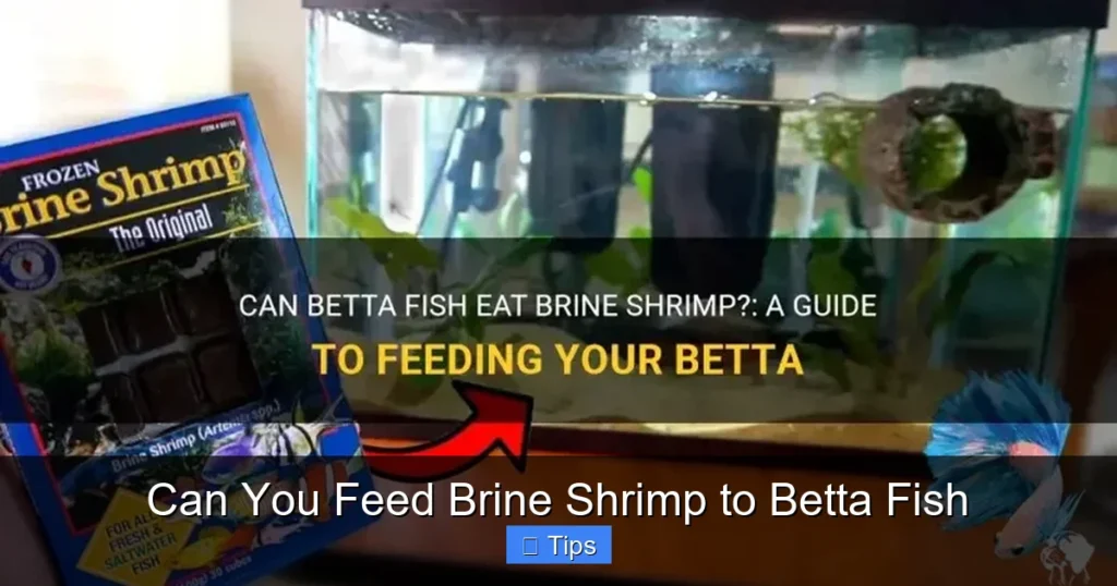 Can You Feed Brine Shrimp to Betta Fish