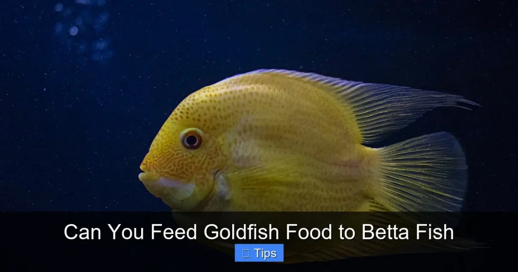 Can You Feed Goldfish Food to Betta Fish