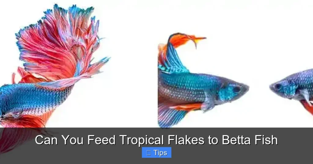 Can You Feed Tropical Flakes to Betta Fish