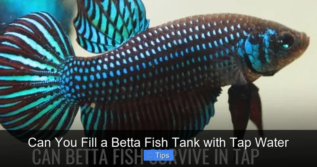 Can You Fill a Betta Fish Tank with Tap Water