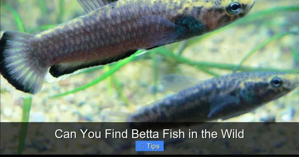 Can You Find Betta Fish in the Wild