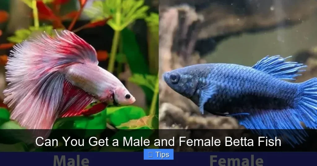 Can You Get a Male and Female Betta Fish