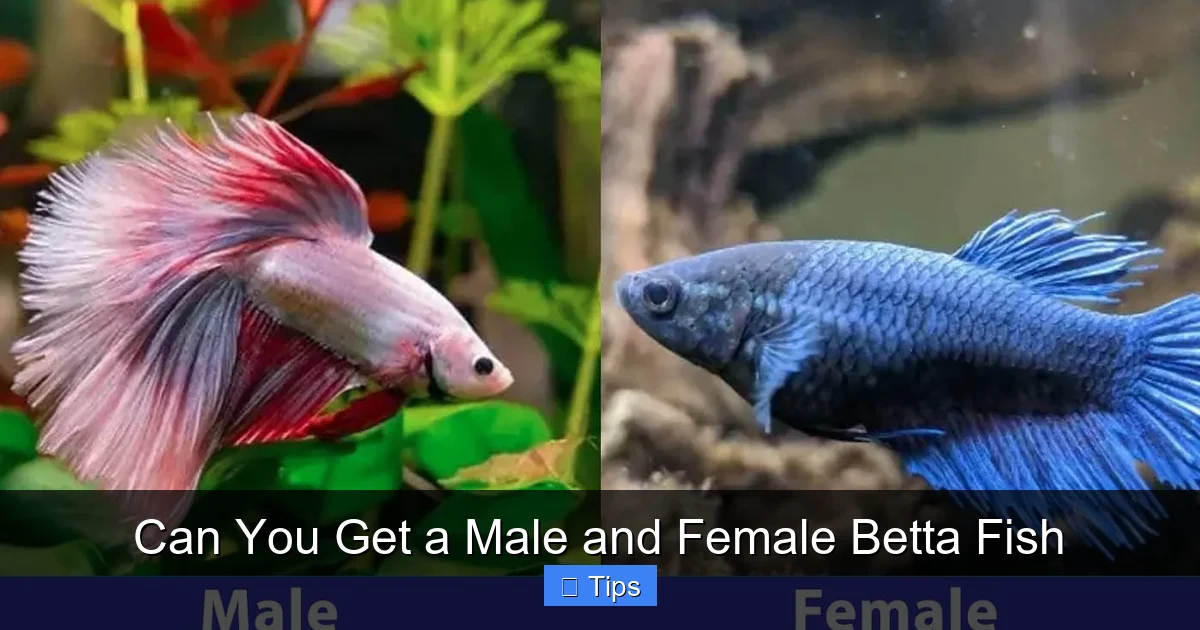 Can You Get a Male and Female Betta Fish