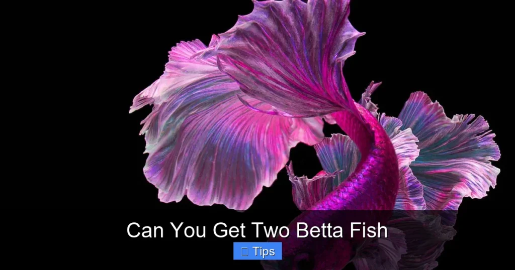 Can You Get Two Betta Fish