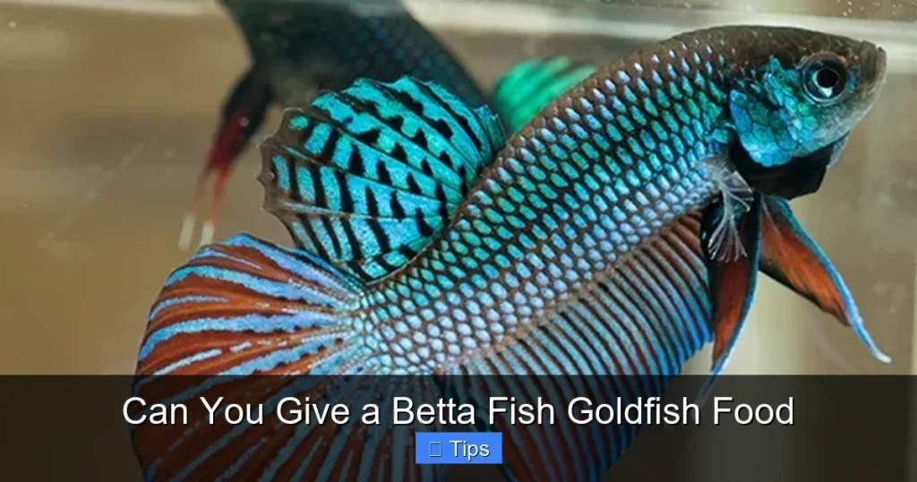 Can You Give a Betta Fish Goldfish Food